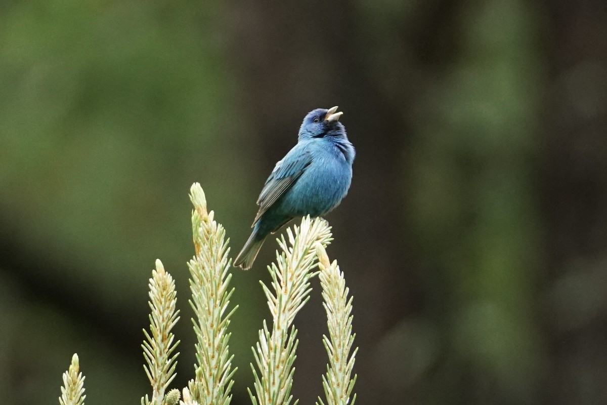 Indigo Bunting - ML635048490
