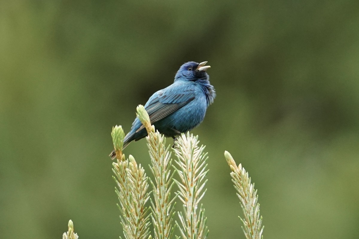Indigo Bunting - ML635048491