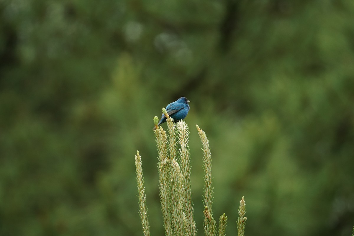 Indigo Bunting - ML635048492