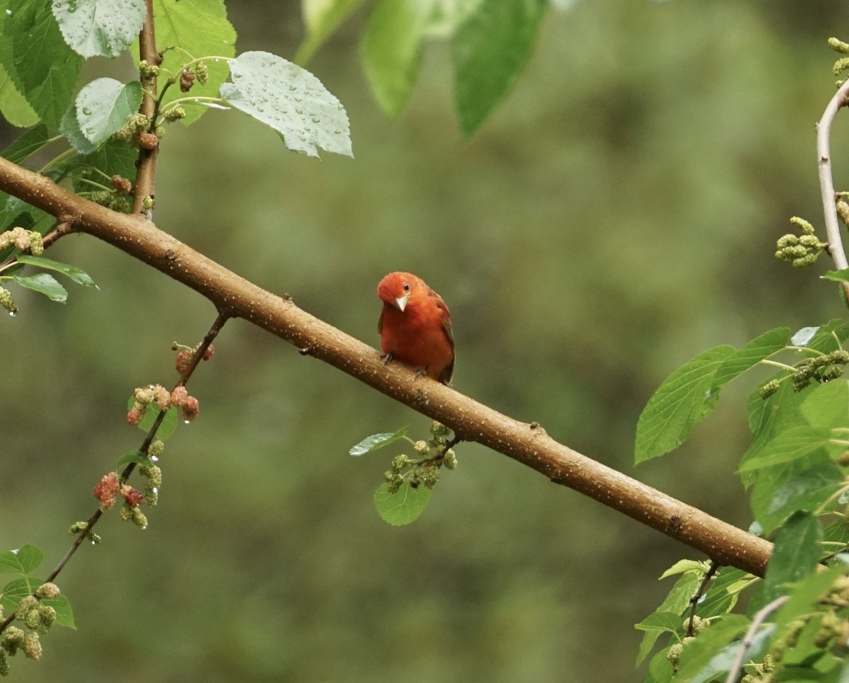 Summer Tanager - ML635048512