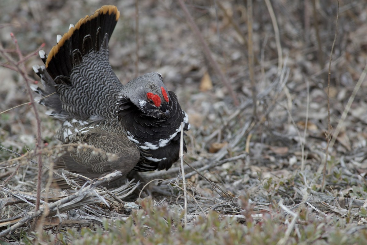 Amerika Ladin Tavuğu [canadensis grubu] - ML635048590
