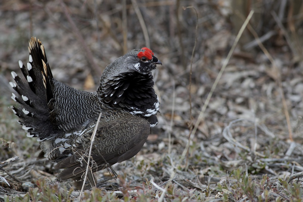 Amerika Ladin Tavuğu [canadensis grubu] - ML635048592