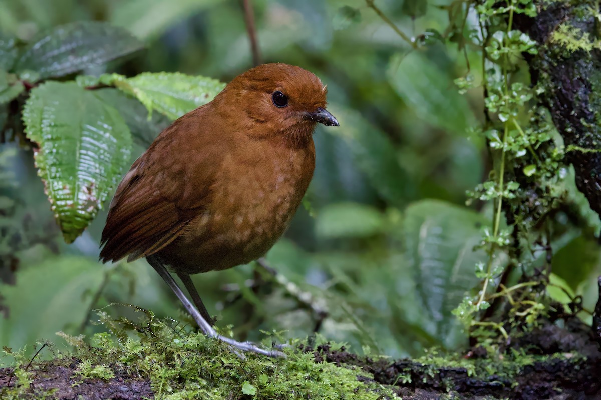 Chestnut Antpitta - ML635048658