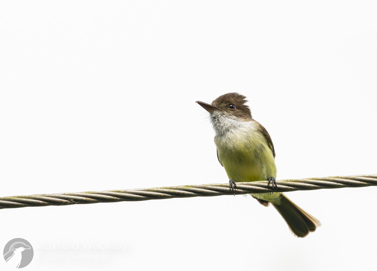 Sad Flycatcher - ML635048749