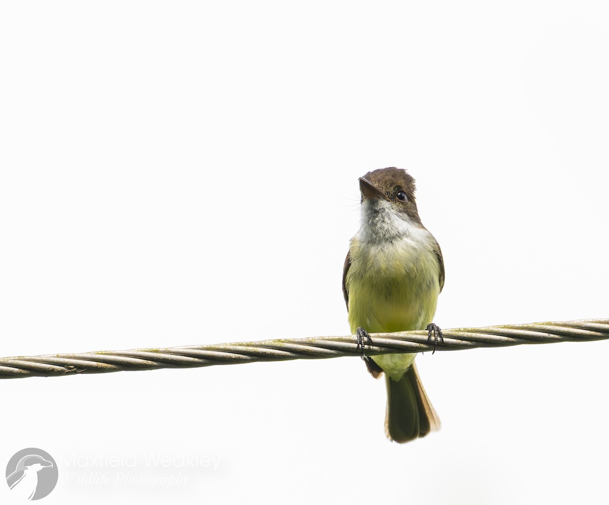 Sad Flycatcher - ML635048751