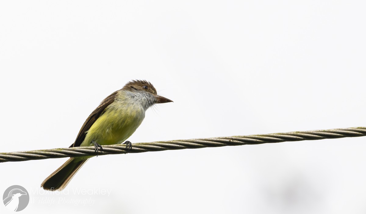 Sad Flycatcher - ML635048765