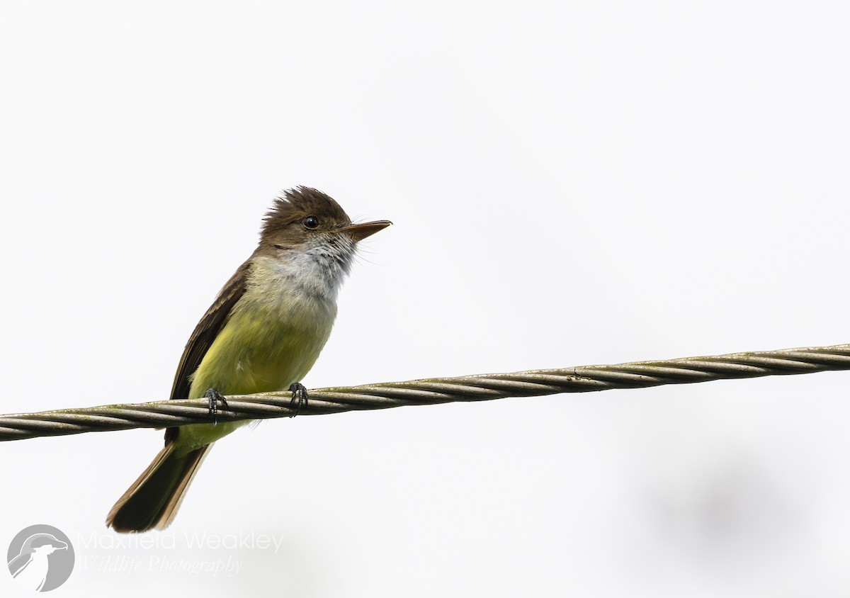 Sad Flycatcher - ML635048768