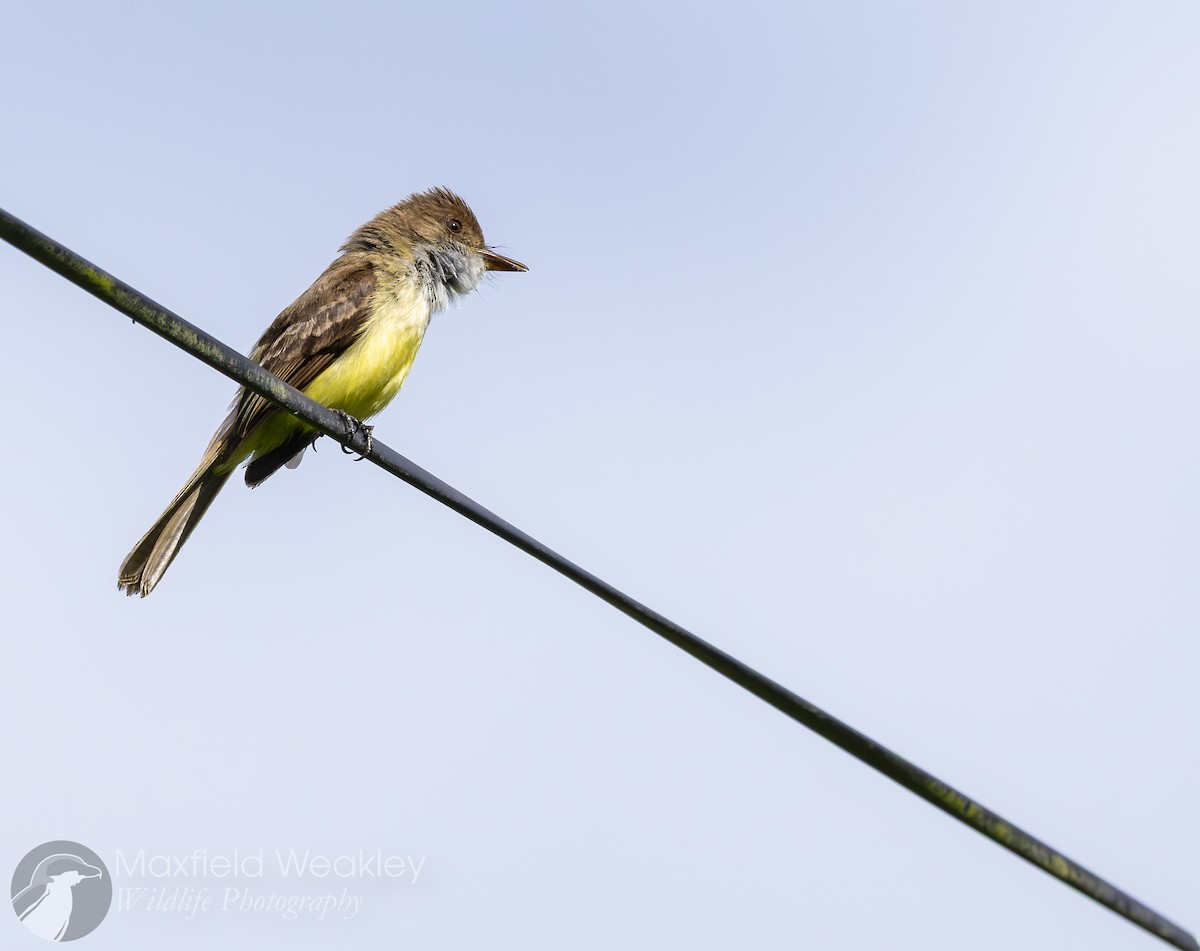 Sad Flycatcher - ML635048775