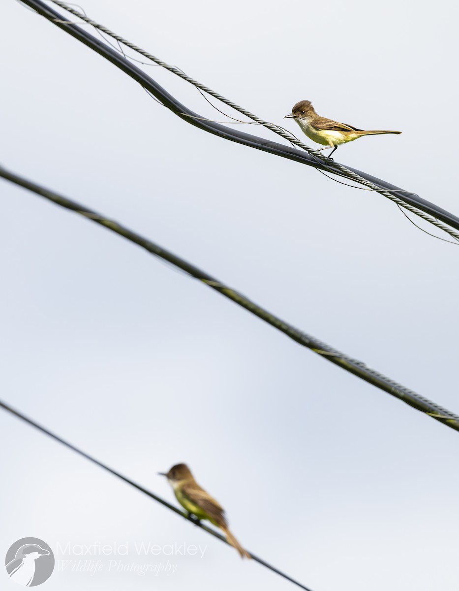 Sad Flycatcher - ML635048778