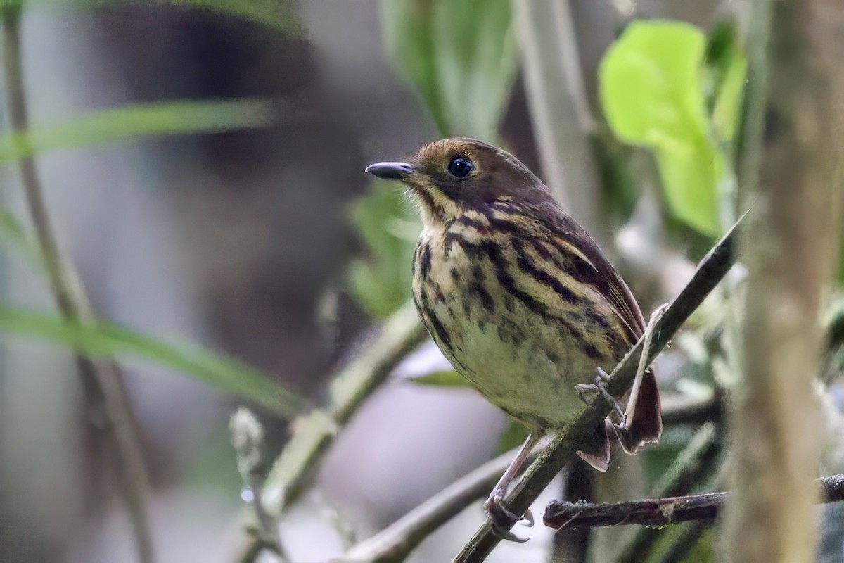 Понгіто бурий - ML635048807