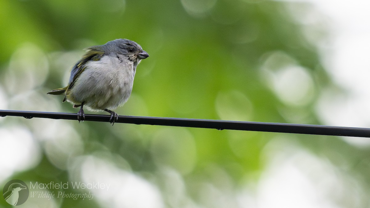 Jamaican Euphonia - ML635048906