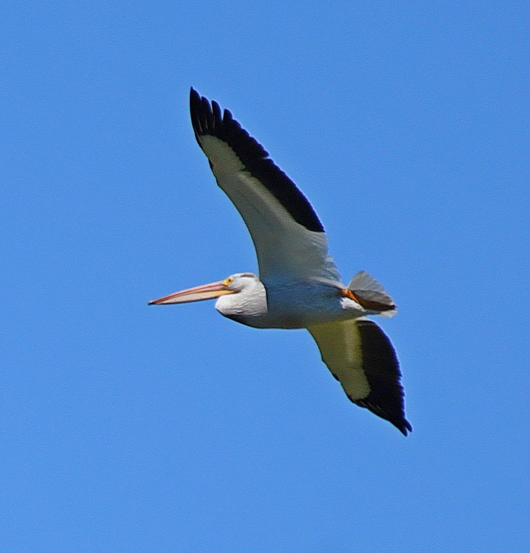 American White Pelican - ML63504891