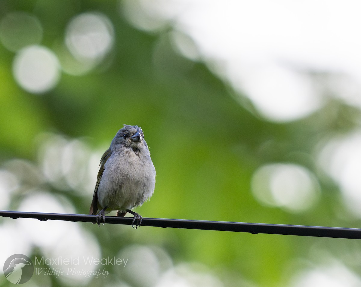 Jamaican Euphonia - ML635048914