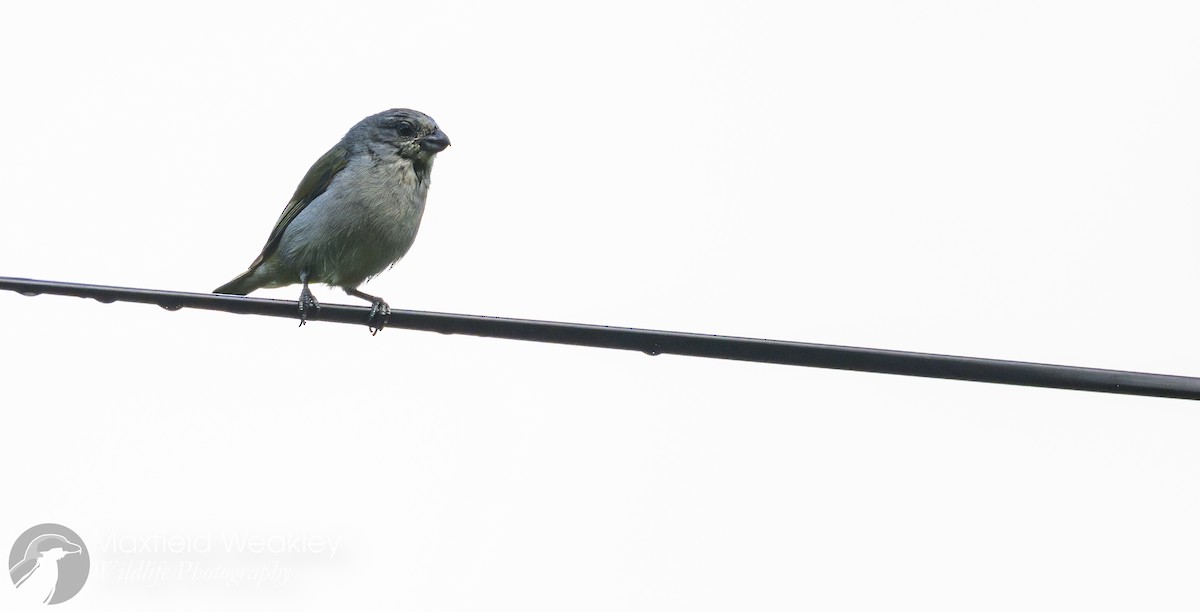 Jamaican Euphonia - ML635048928