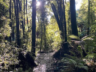 Pureora Forest Park--Waipapa Loop Walk, Otorohanga District, Waikato ...