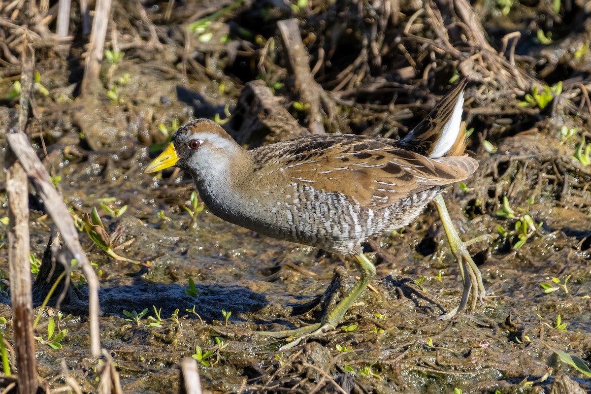 Sora - ML635049031