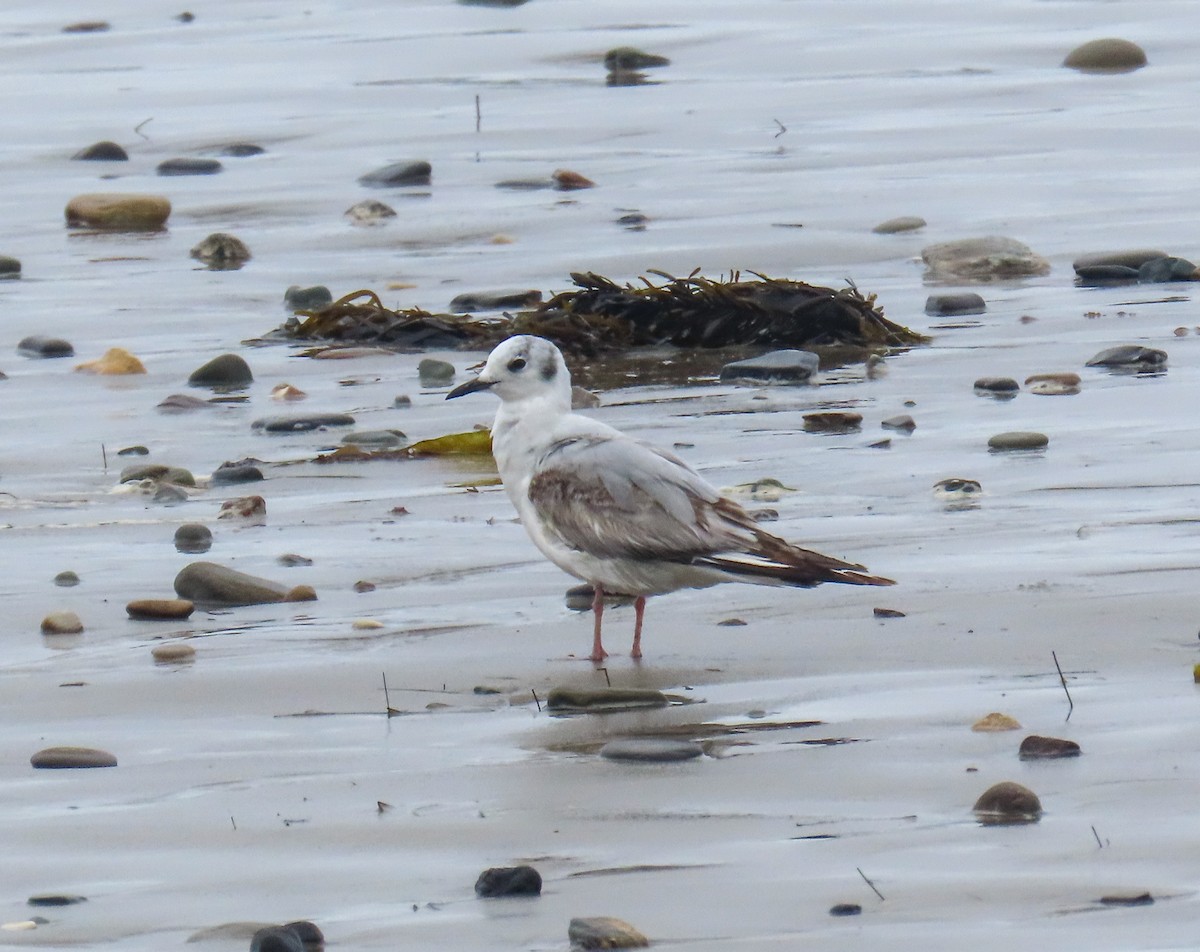 Bonaparte's Gull - ML635049093