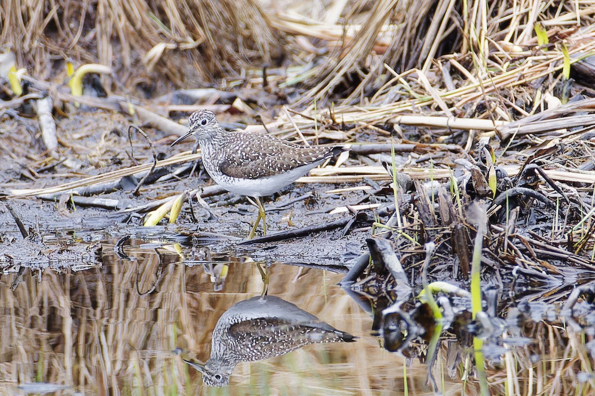 eremittsnipe - ML635049130