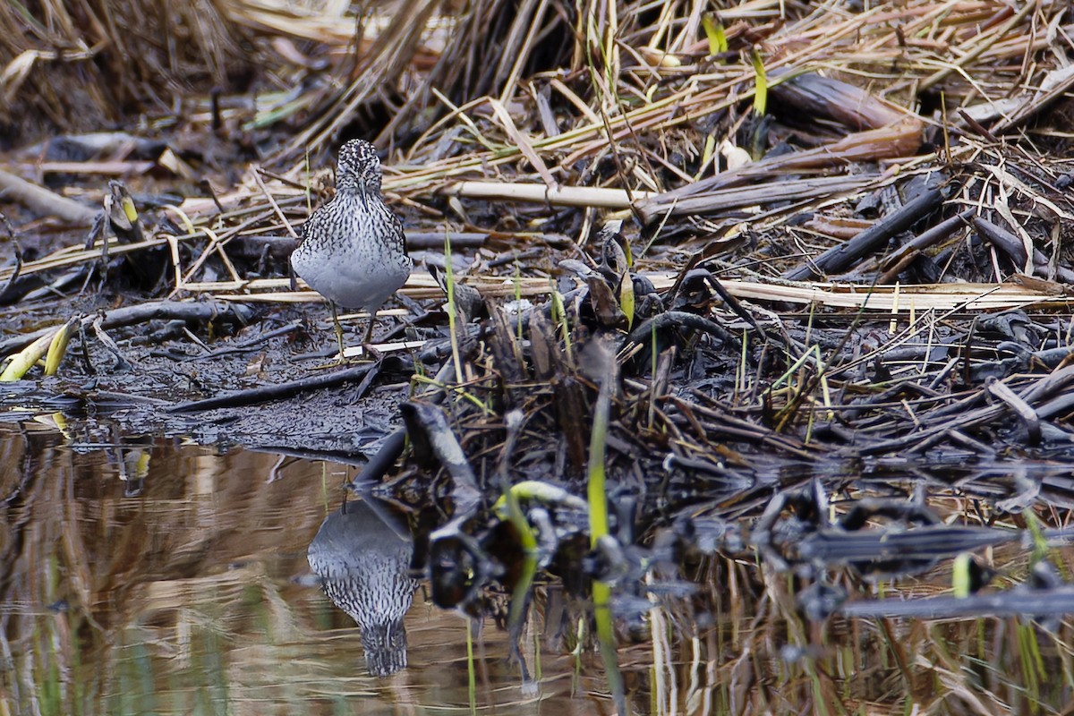 eremittsnipe - ML635049131