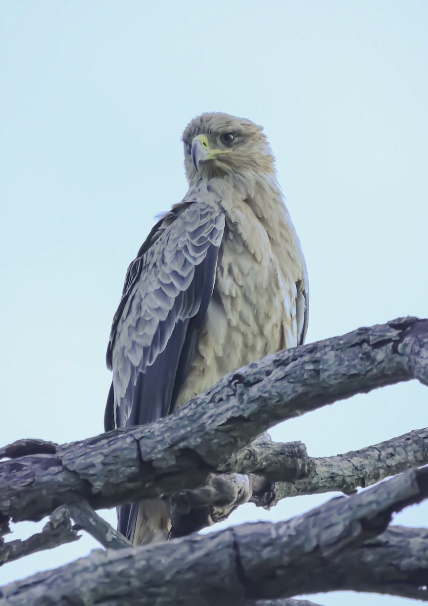 Tawny Eagle - ML635049135