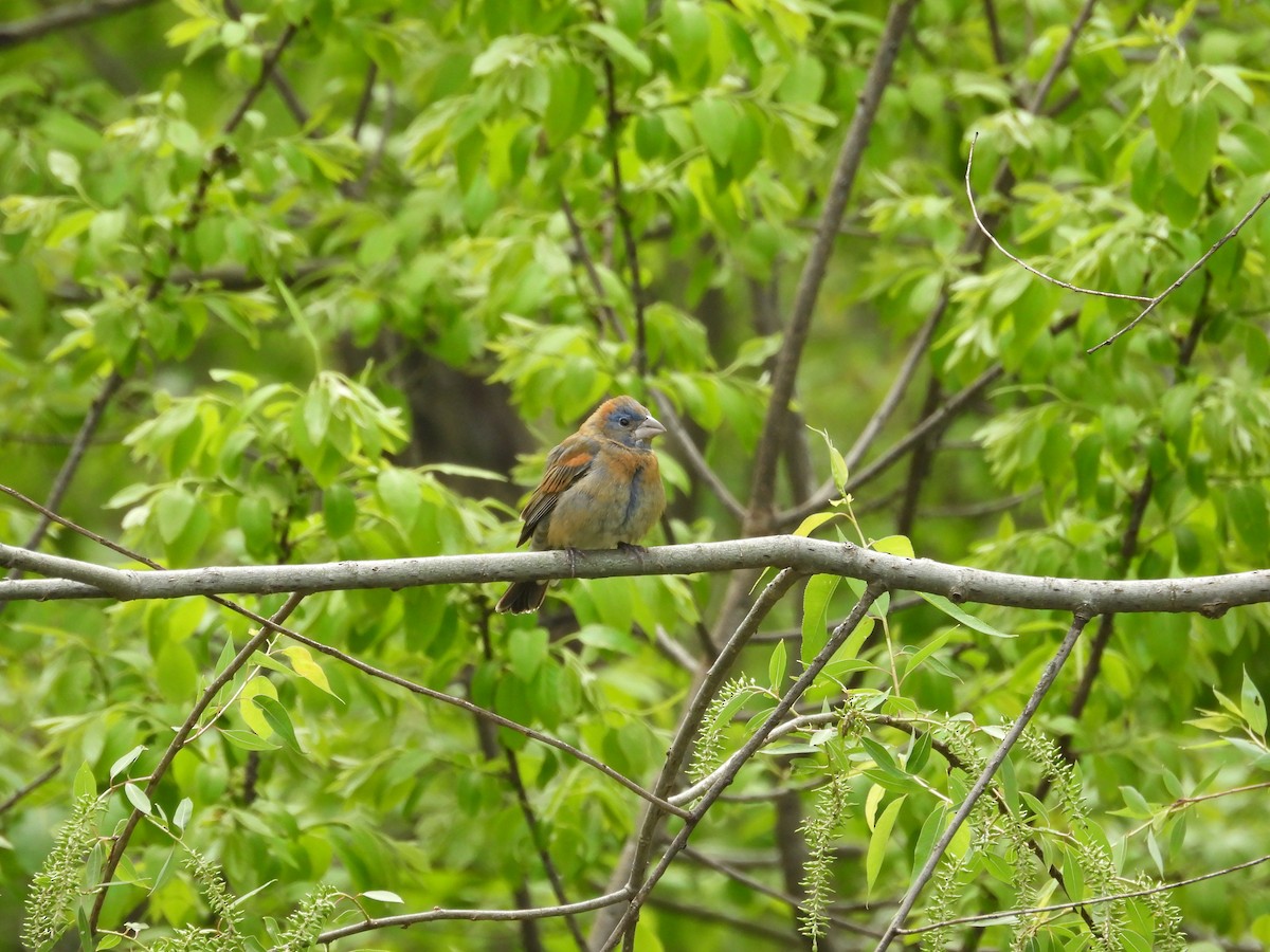 Blue Grosbeak - ML635049181