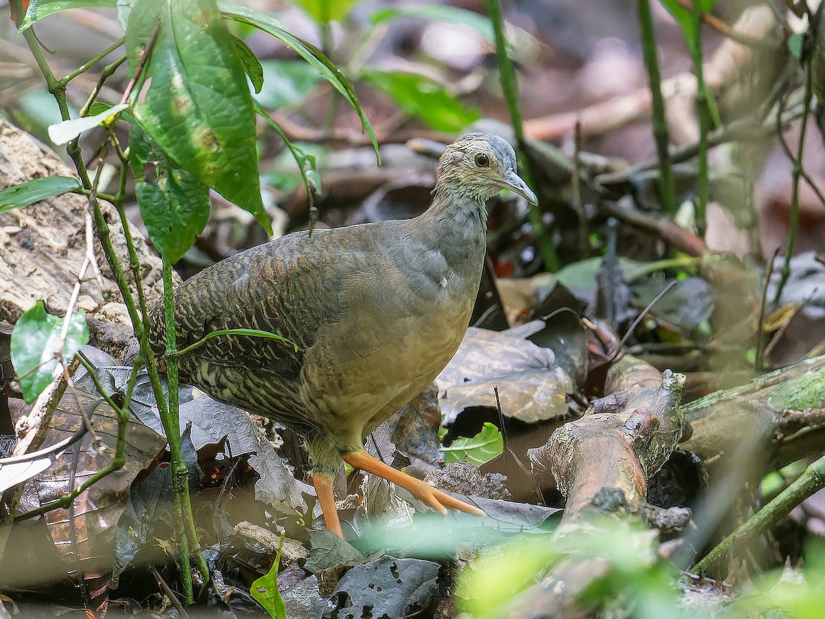 Thicket Tinamou - ML635049239