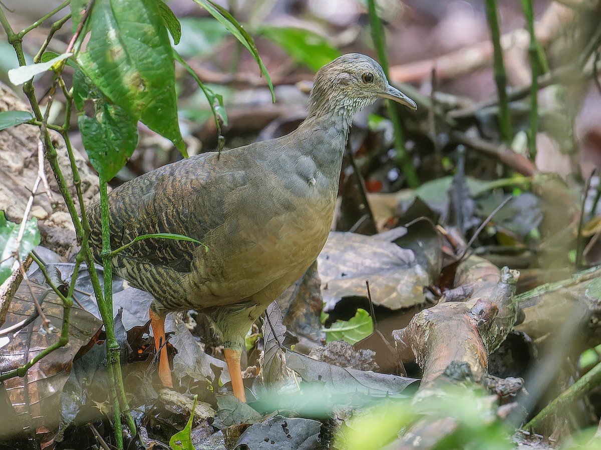 Thicket Tinamou - ML635049240