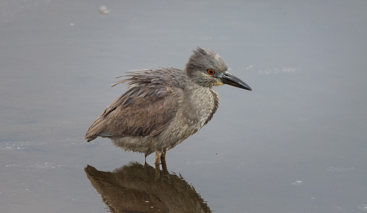 Yellow-crowned Night Heron - ML635049468