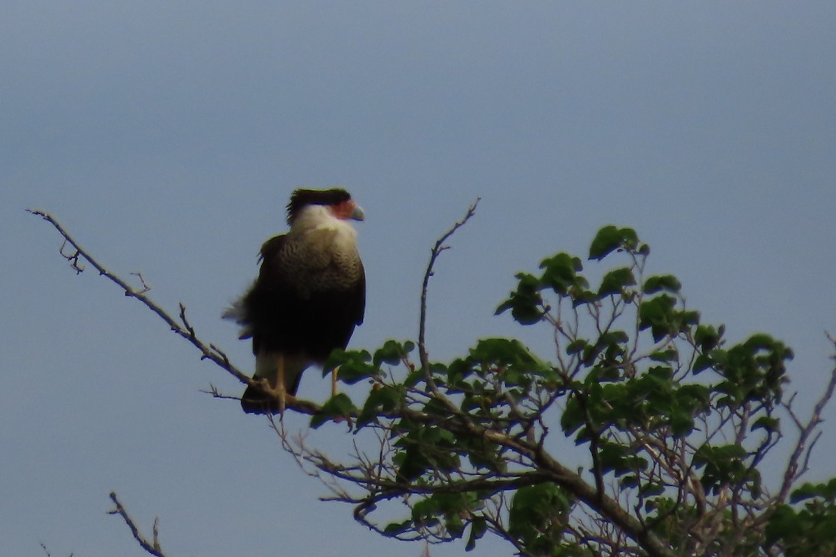 Crested Caracara - ML635049502