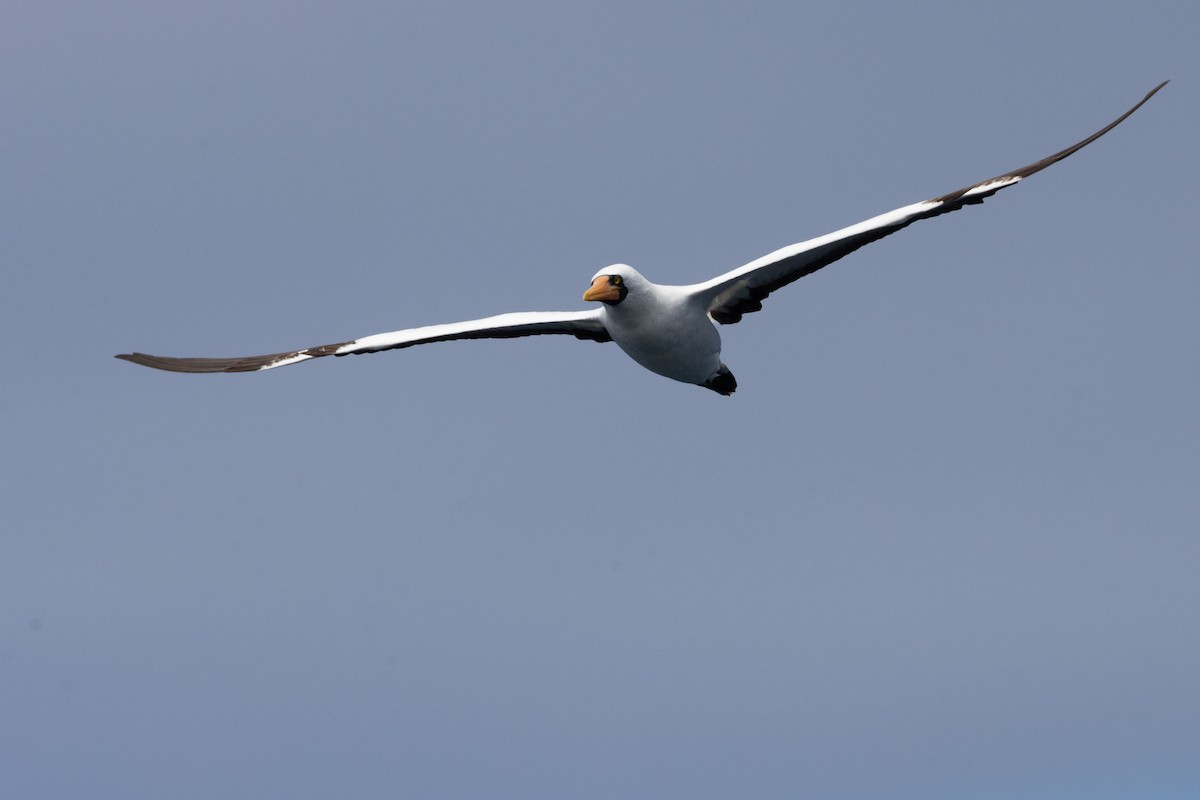 Nazca Booby - ML635049529