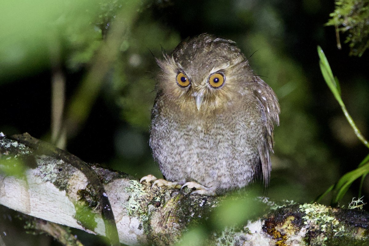 Long-whiskered Owlet - ML635049555
