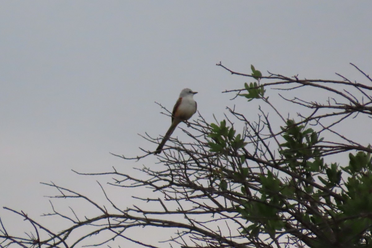 Scissor-tailed Flycatcher - ML635049566
