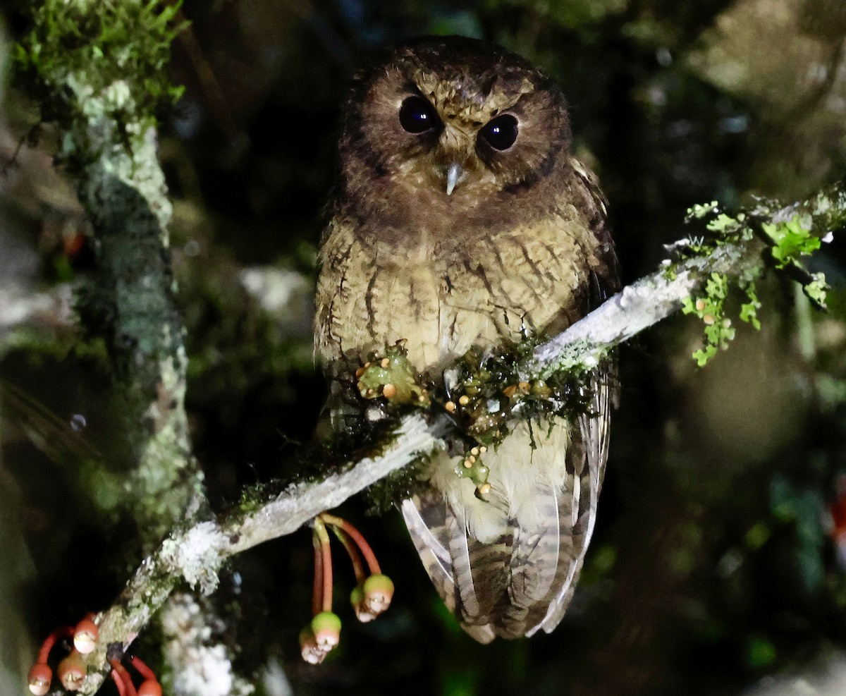 Cinnamon Screech-Owl - ML635049615