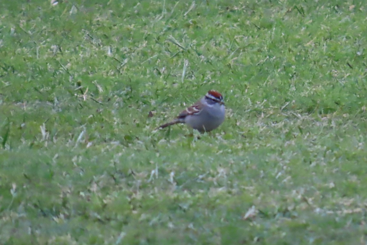 Chipping Sparrow - ML635049639