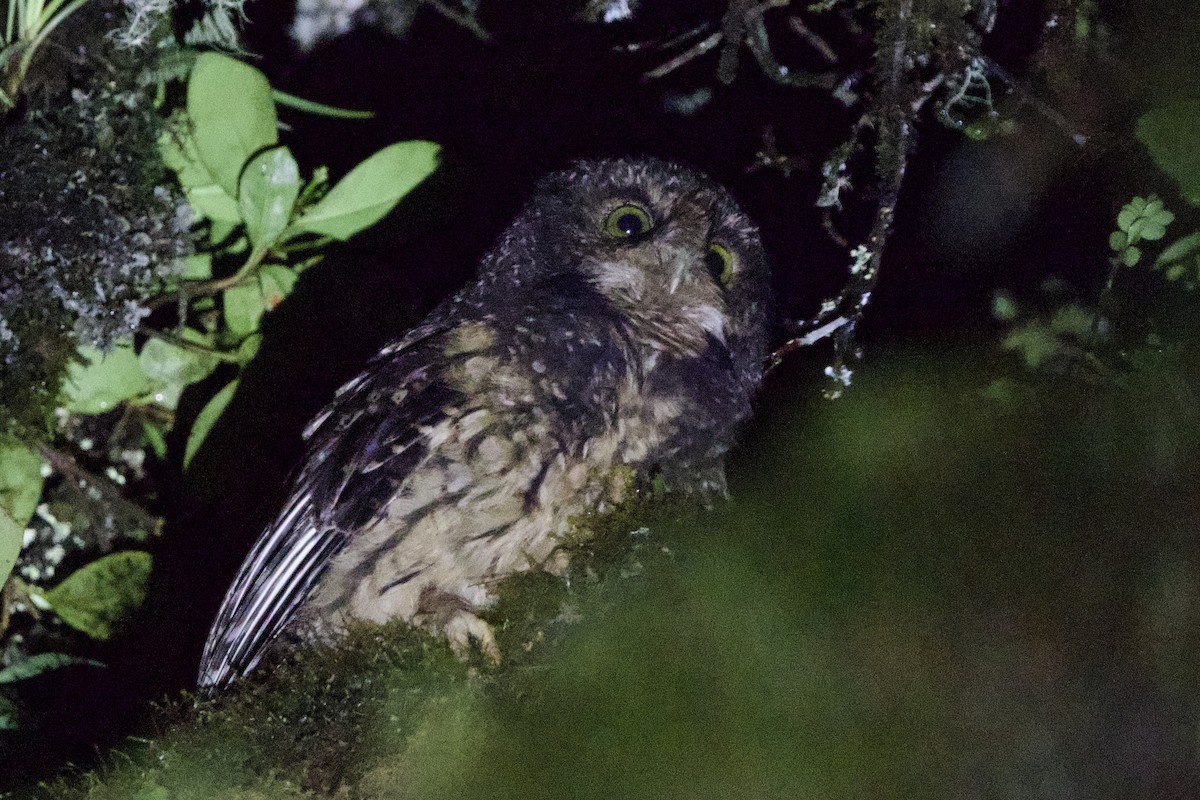 White-throated Screech-Owl - ML635049679