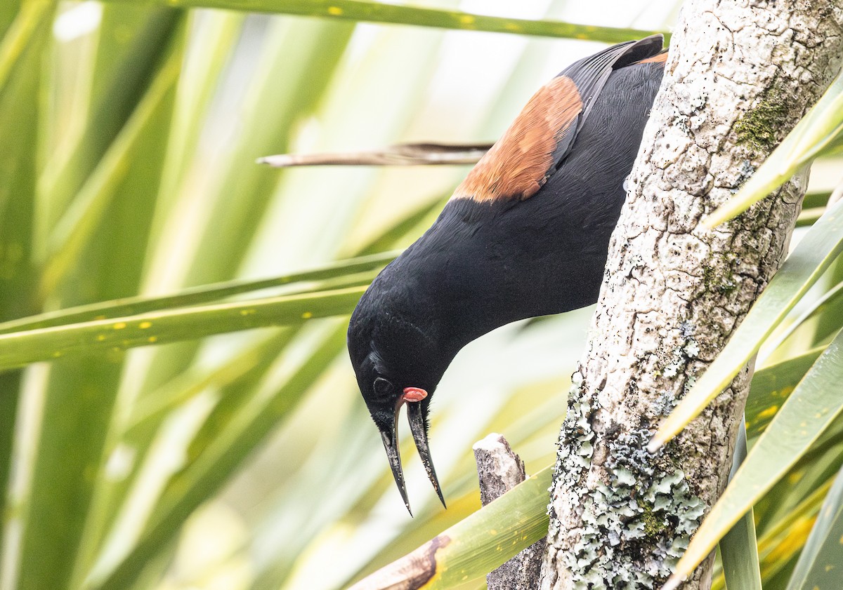 Tieke de Isla Norte - ML635049710