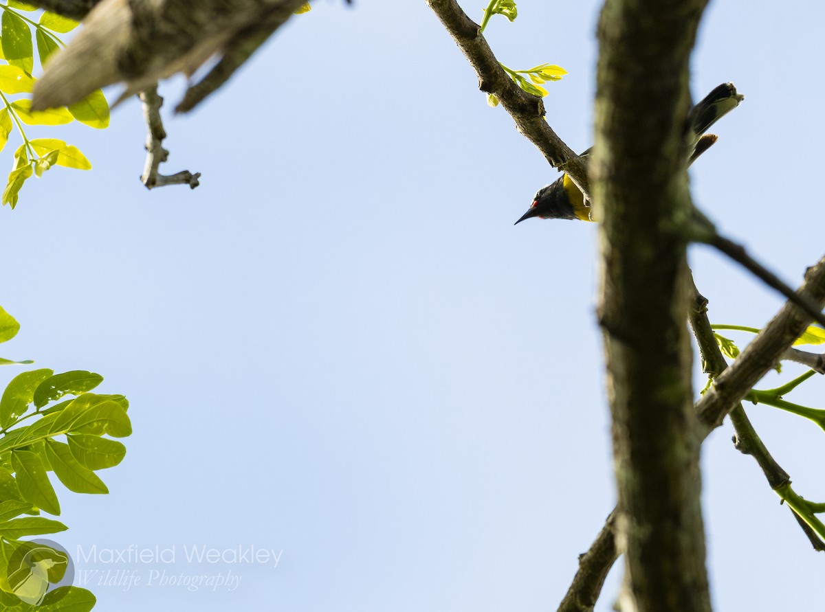 Bananaquit (Greater Antillean) - ML635049727