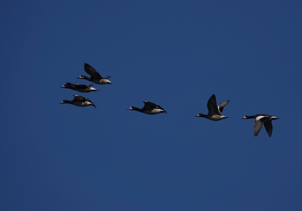 Chiloe Wigeon - ML635049880