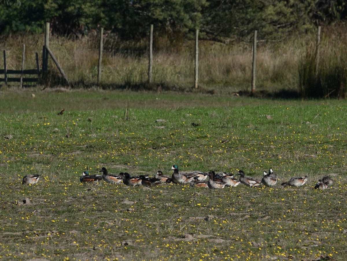 Chiloe Wigeon - ML635049881