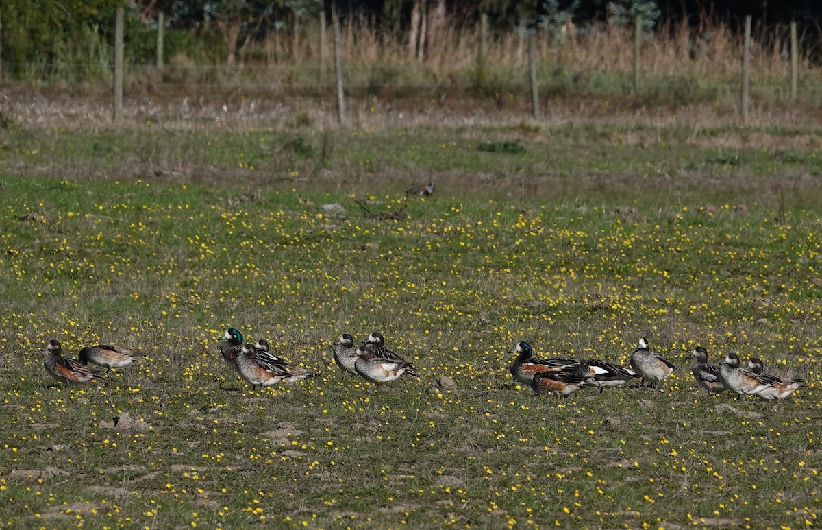 Chiloe Wigeon - ML635049882
