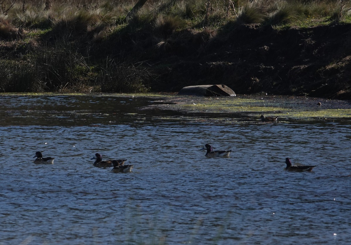 Chiloe Wigeon - ML635049883