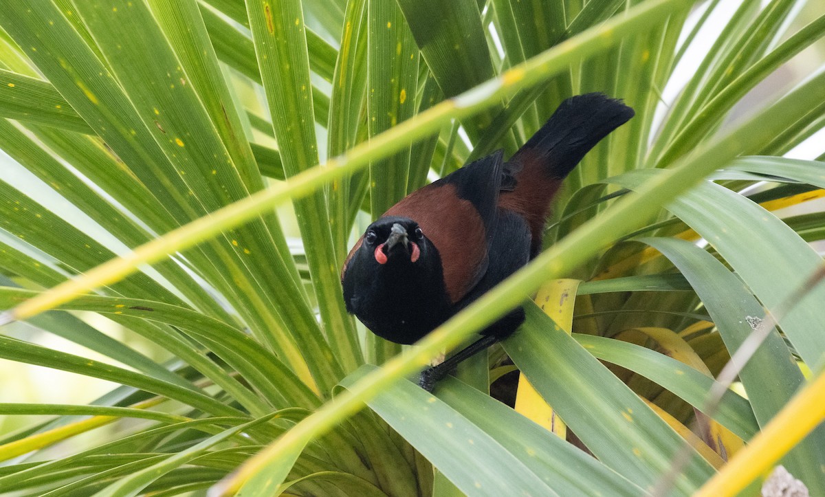 Tieke de Isla Norte - ML635049885