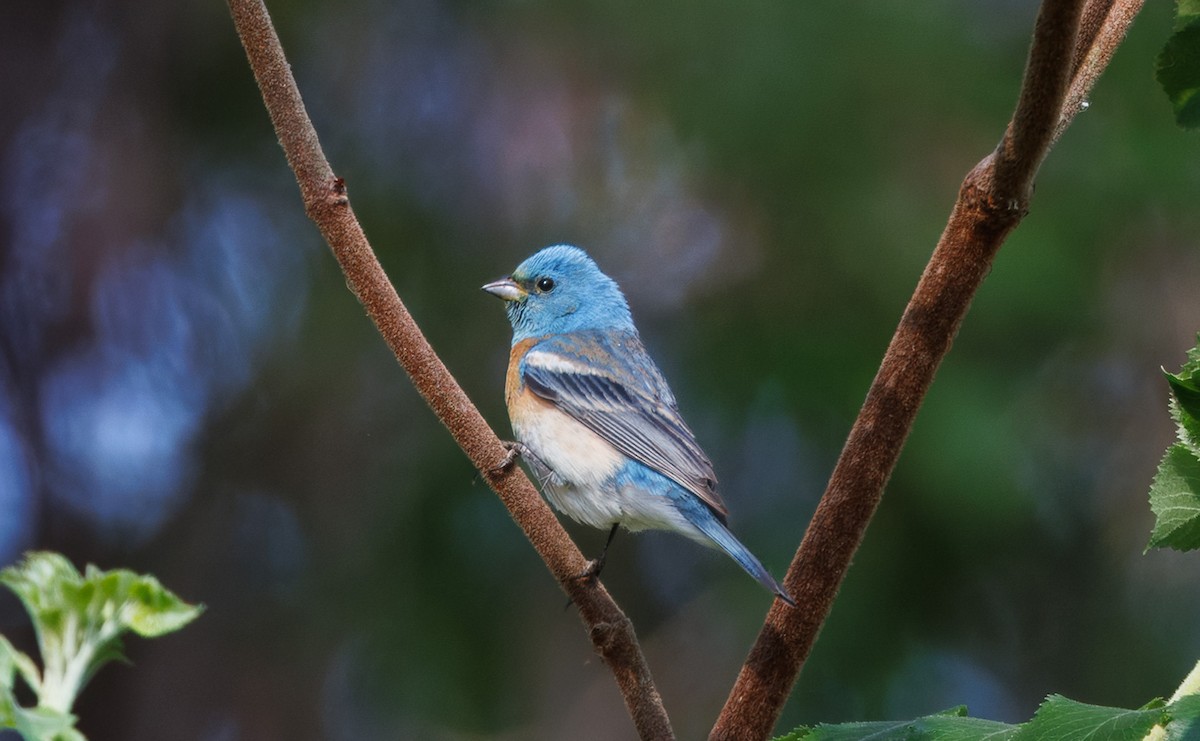 Lazuli Bunting - John Callender