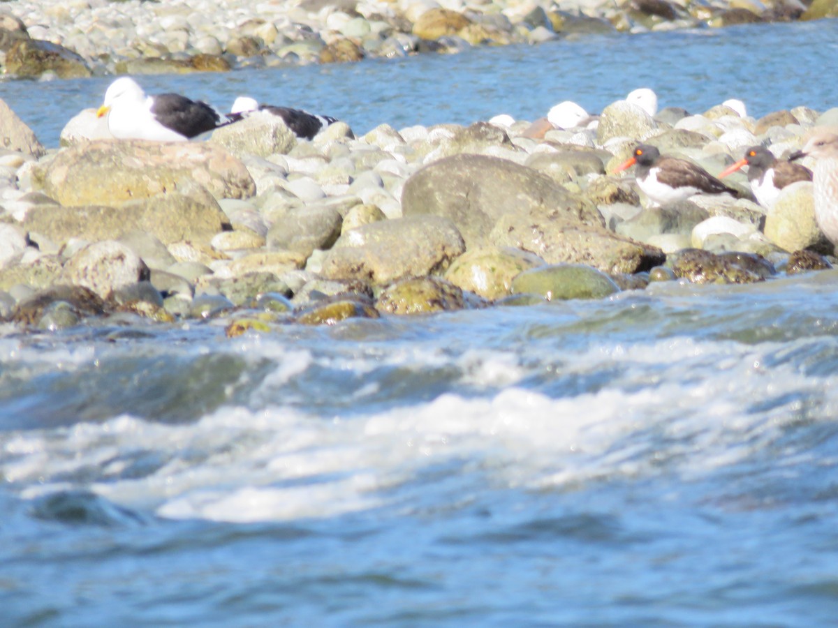 Magellanic Oystercatcher - ML635050110