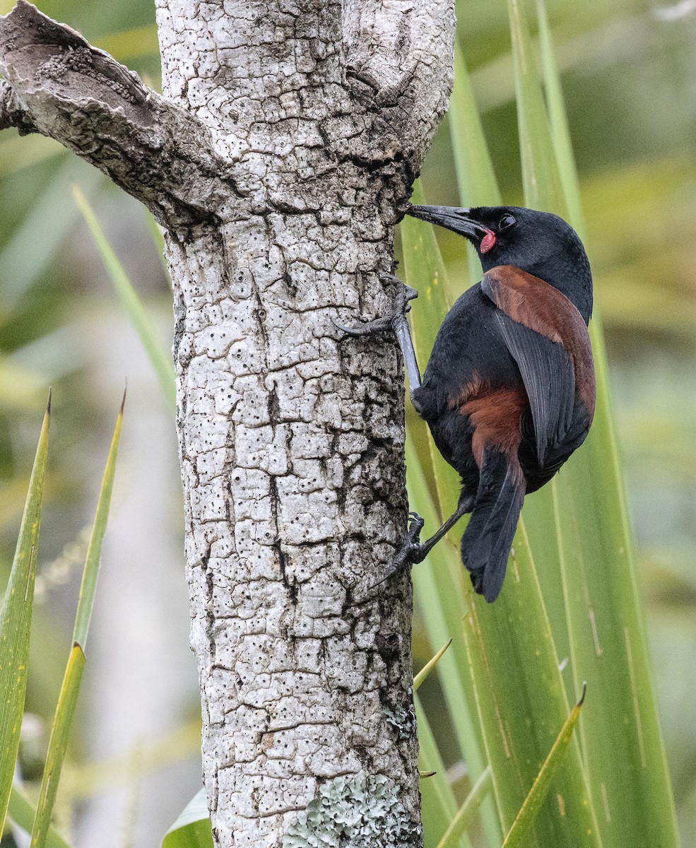 Tieke de Isla Norte - ML635050194