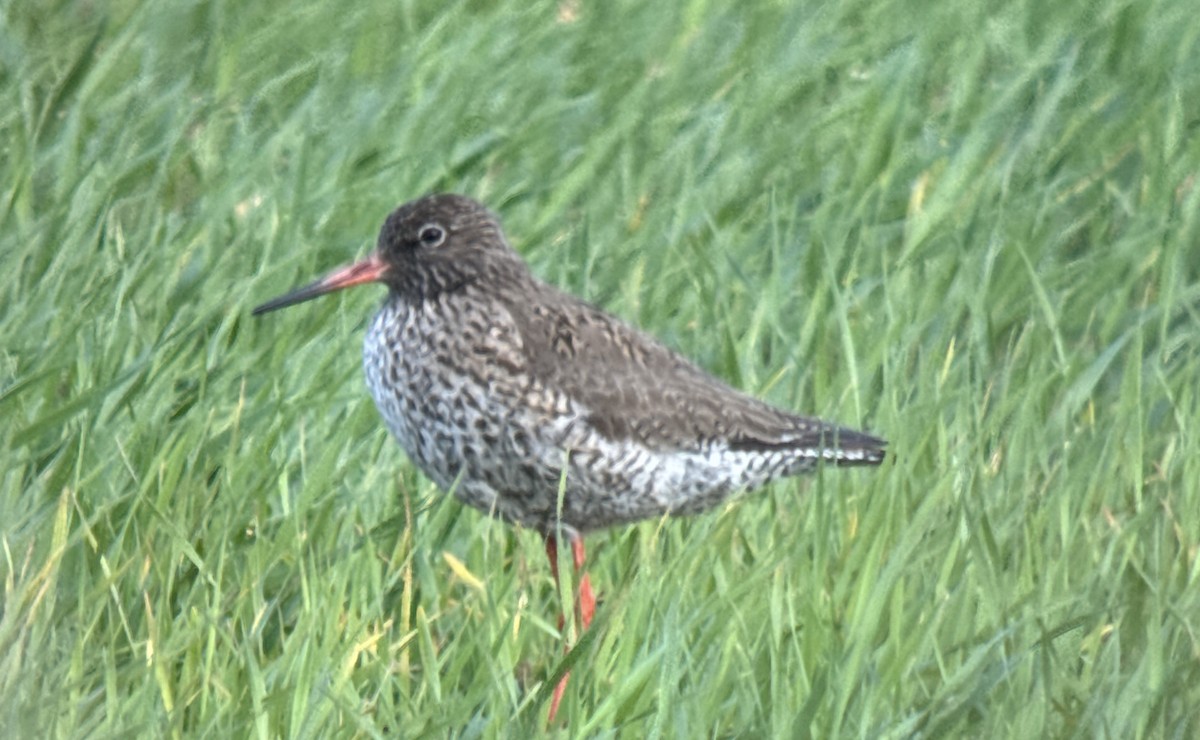 Common Redshank - ML635050233