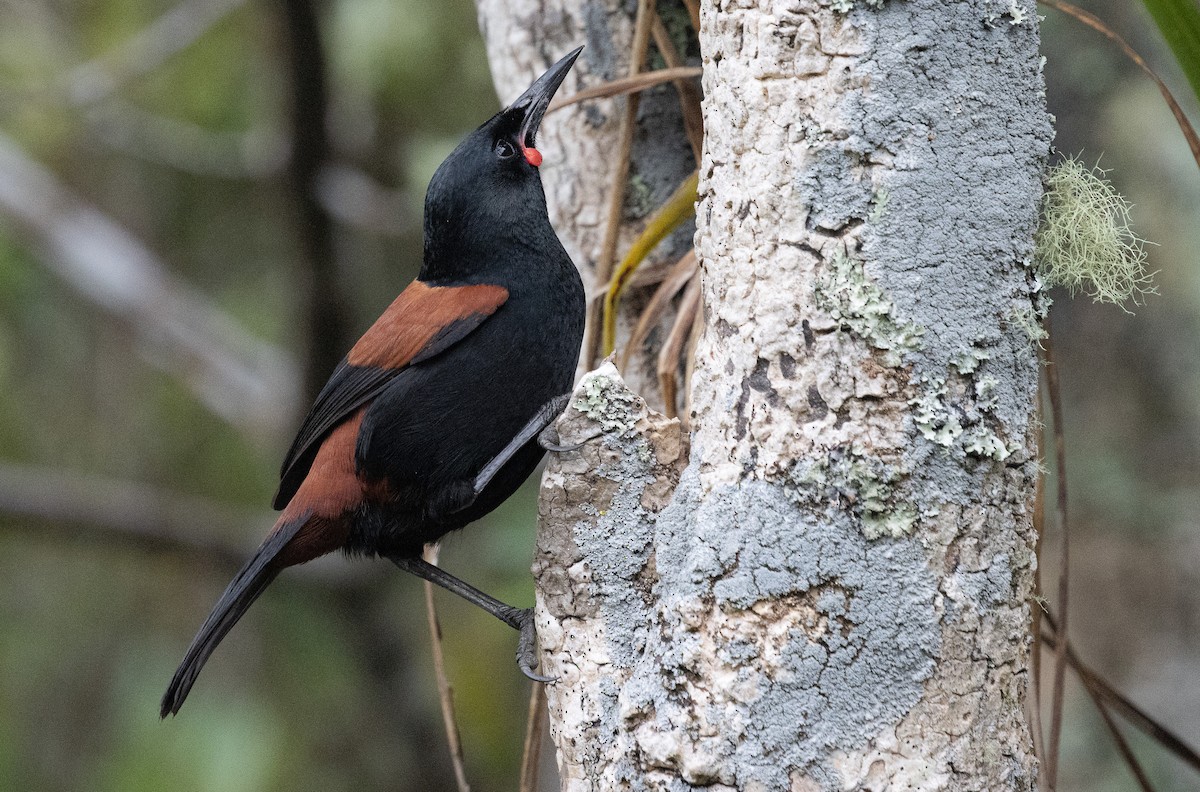 Tieke de Isla Norte - ML635050419