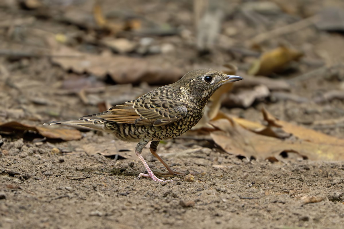 White-throated Rock-Thrush - ML635050432
