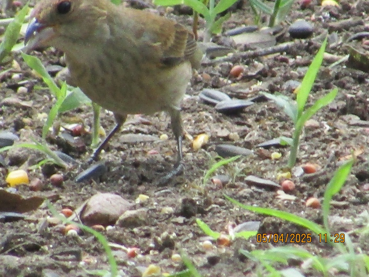Indigo Bunting - ML635050779
