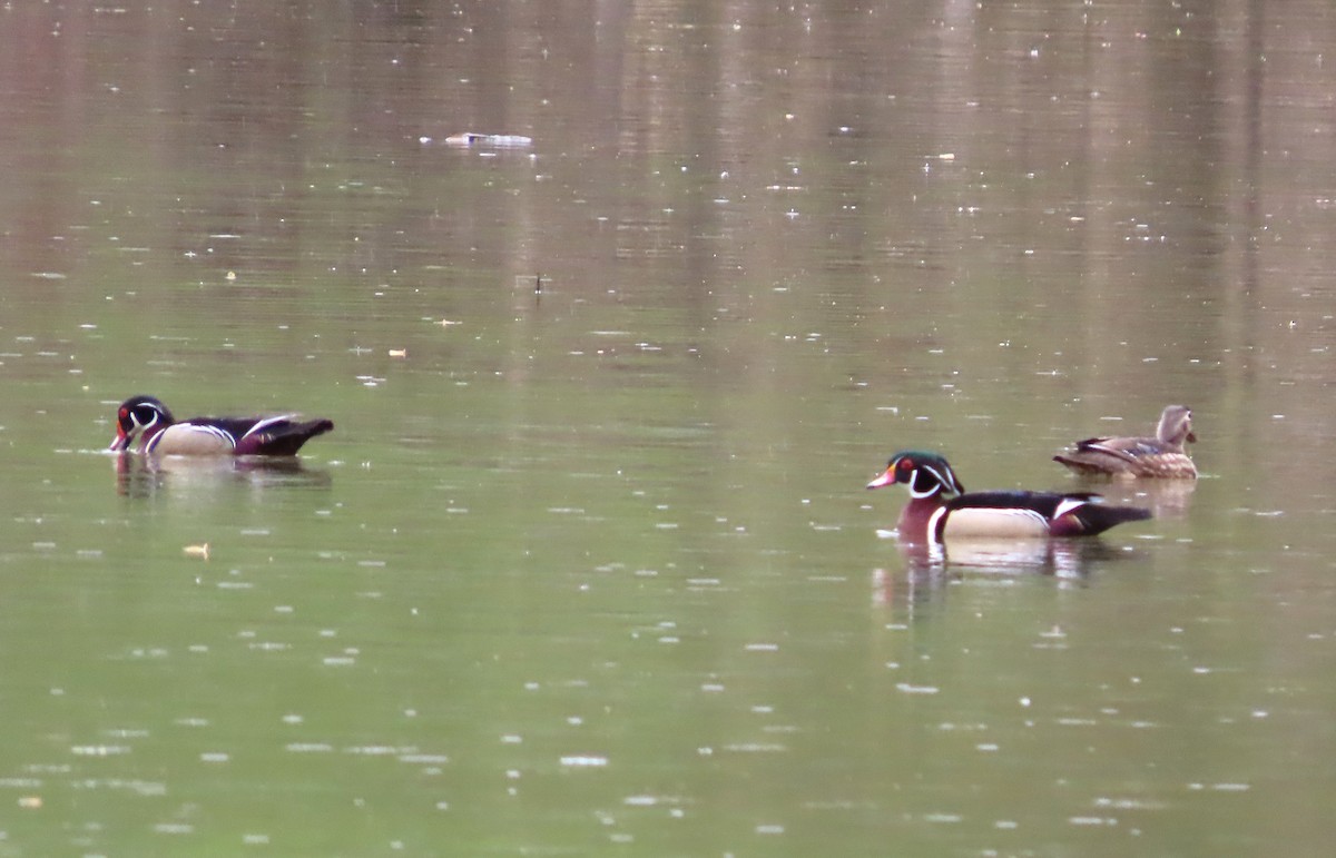 Wood Duck - ML635050803